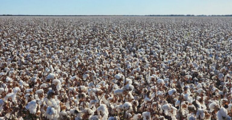 What It Means When A Strange Whiteness Spreads Across Alabama’s Fields