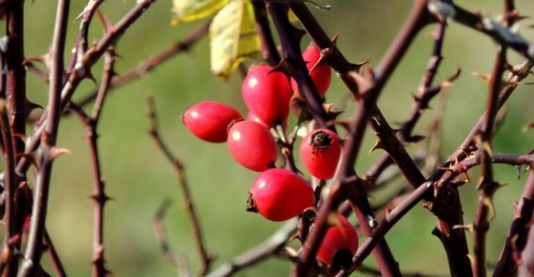 Why Ohio Gardeners Should Leave Rose Hips On Their Roses This Fall