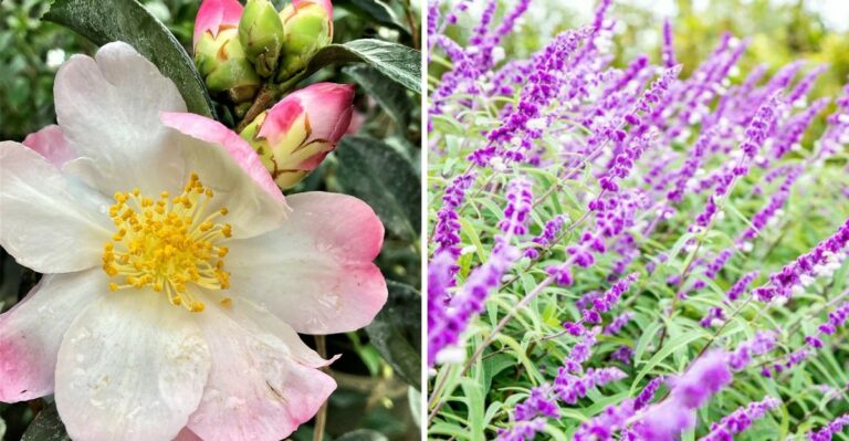 9 California Garden Plants That Can Handle A Cooler Fall Without Losing Their Appeal