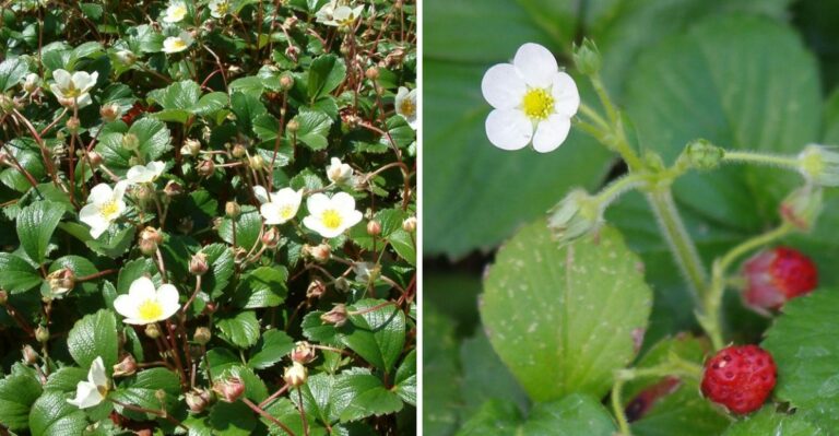 The California Groundcover That Roots Wherever A Stem Touches Soil