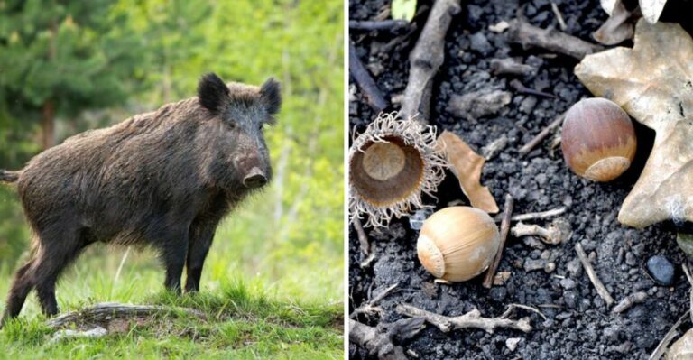 What Feral Hogs Rooting Through A Texas Yard Are Actually After