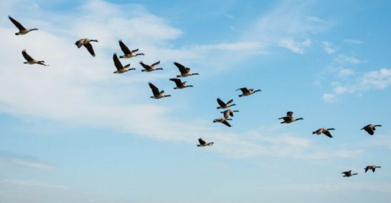 What It Means When Geese Start Flying South Early Over Michigan