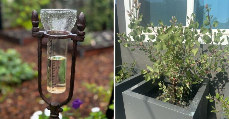 Why California Gardeners Are Changing Their Watering Habits In Fall