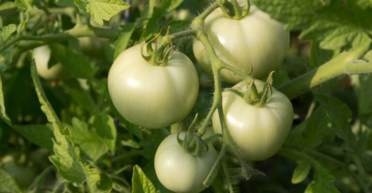 What New York Gardeners Should Do With Green Tomatoes Before The First Frost