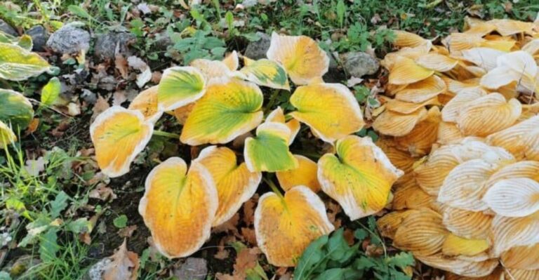 What Ohio Hostas Need In October Before They Disappear For Winter