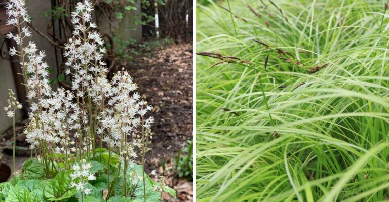 7 Pennsylvania Native Ground Covers Worth Planting Before September Ends