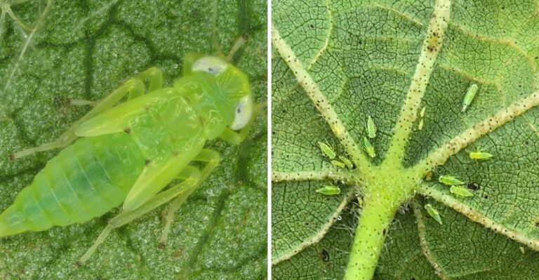 A New Invasive Bug Is Spreading Through Okra And Hibiscus Across Louisiana Yards