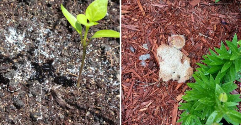 What It Means When California Garden Soil Suddenly Develops A White Surface In October