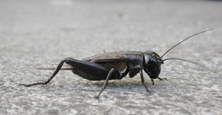 What It Really Means When Crickets Get Loud Around Your Ohio Home