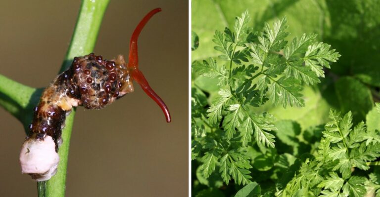 This Camouflaged Caterpillar Is Hiding In Plain Sight On Alabama Citrus And Herbs