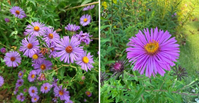 The Native-Friendly Fall Bloomer Pennsylvania Gardens Are Missing