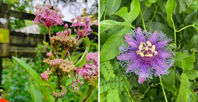 Why Florida Gardeners Shouldn’t Cut Back These Native Plants In September