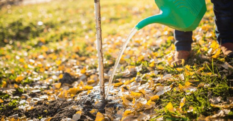The September Watering Mistake That Can Hurt Ohio Plants All Winter