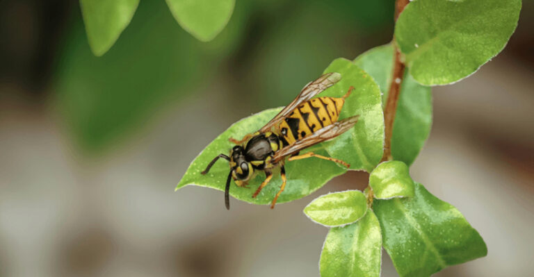 Are Yellow Jackets Taking Over Your Georgia Yard This September