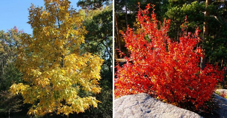 The Native Michigan Trees That Give Better Fall Color Than Maples