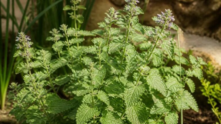 Catnip in Your Arizona Garden: What the Mosquito Research Actually Shows