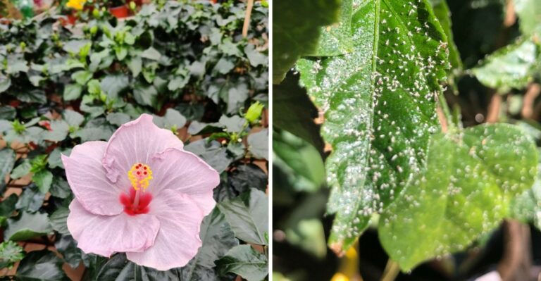 The September Hibiscus Check Florida Gardeners Shouldn’t Skip