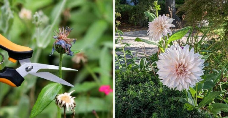 Why You Should Stop Leaving Withered Blooms On Your North Carolina Perennials Before The Rain Hits