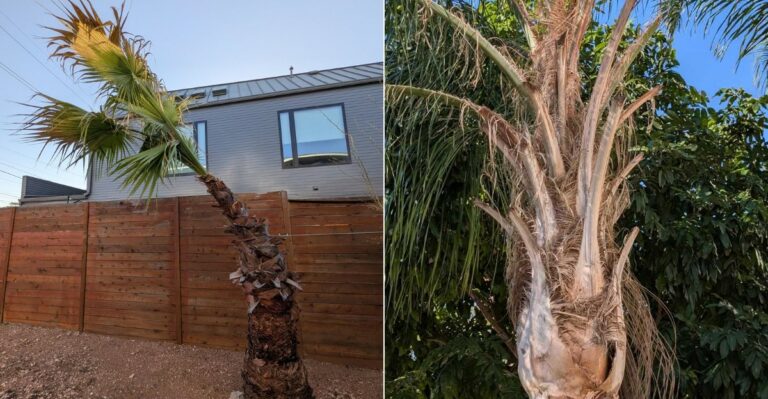 The California Palm Pruning Mistake Homeowners Make Right Before Santa Ana Wind Season