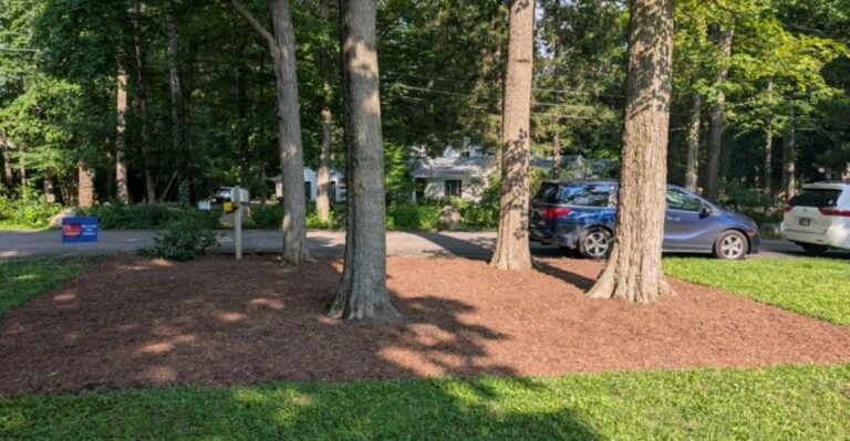 Stop Fighting Bare Dirt Under Your New York Maple With This Low-Maintenance Native