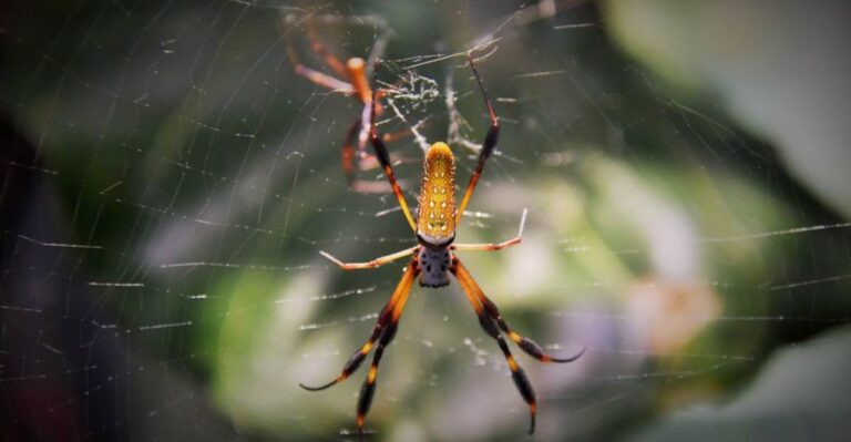 The Huge Black-And-Yellow Spider Florida Gardeners Start Noticing As Fall Approaches