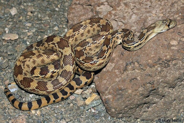 A Copperhead Look-Alike Is Turning Up In Arizona Yards This Fall – Here’s The Harmless Snake It Really Is
