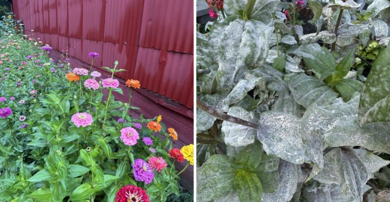 Why Are Your Georgia Zinnia Leaves Turning White With Mildew Right Now?