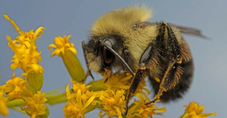 What It Really Means When Bumblebees Slow Down In Your Ohio Garden