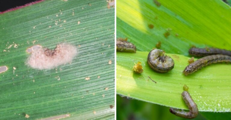 Why Fall Armyworms Keep Coming Back To North Carolina Lawns No Matter What You Spray