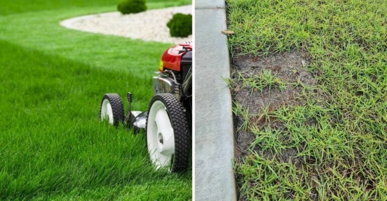 What Florida Lawns Quietly Need As October Begins