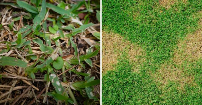 The September Florida Bermudagrass Problem That Starts With Tiny Chewed Blades