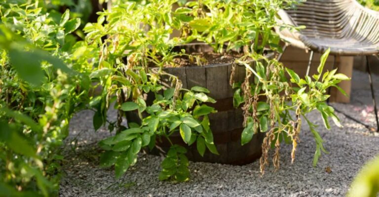 Ohio Potato Tops Turning Brown? September May Be Telling You It’s Harvest Time