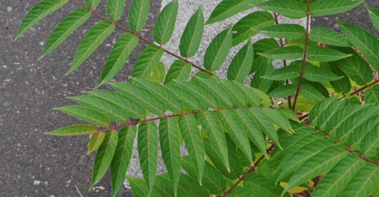 Why Tree-Of-Heaven Seedlings In Ohio Yards Are A Bigger Problem Than Free Shade