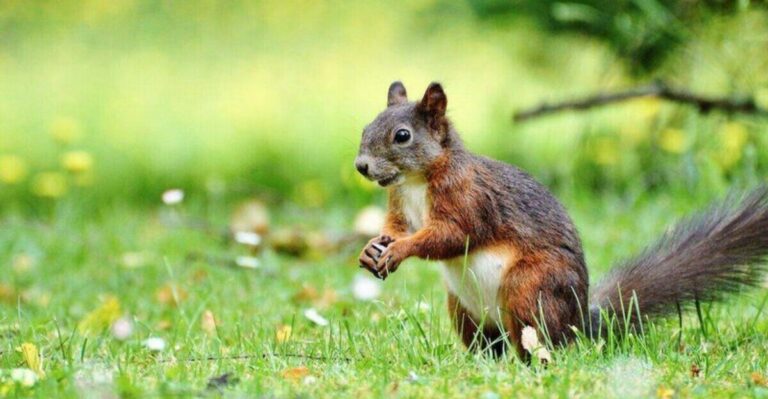 The Meaning Behind Seeing Squirrels Hoarding In Your Ohio Yard Before Fall
