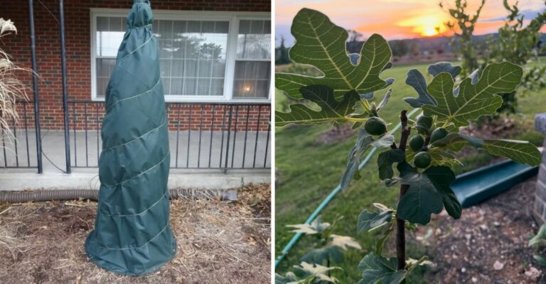 The One Fall Task That Keeps Pennsylvania Fig Trees Productive Next Summer