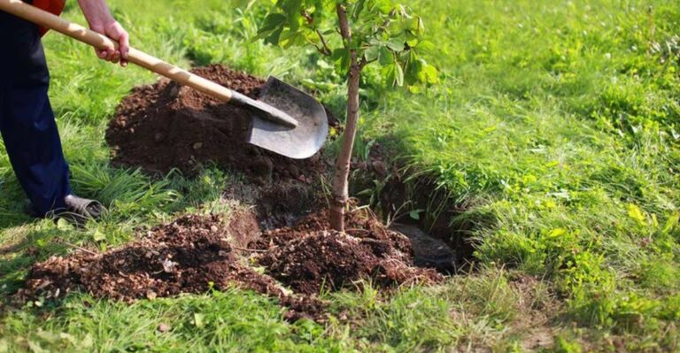 The $100 Florida Tree Mistake That Starts With A Hole Dug Two Inches Too Deep