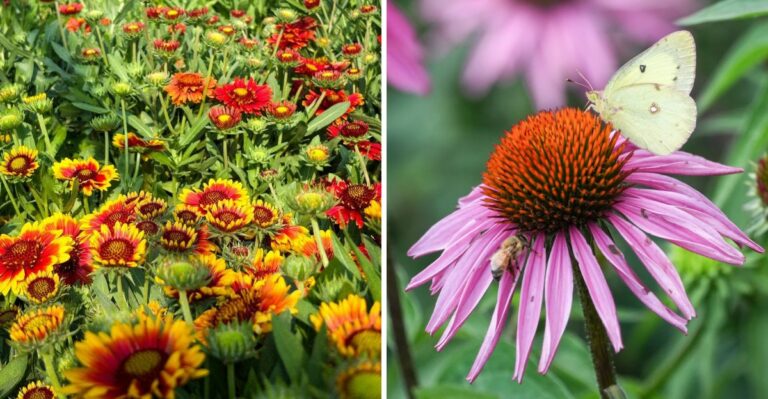 7 North Carolina Flowers With Easy To Reach Pollen For Pollinators