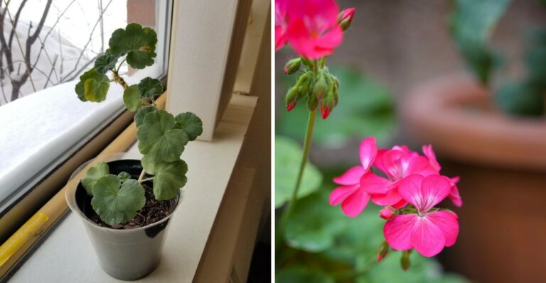 Before Virginia’s Cold Nights Arrive, Give Your Potted Geraniums This Check