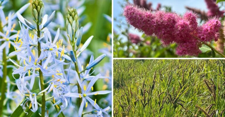 Native Alternatives To Invasive Yellow Flag Iris In Oregon Wet Spots