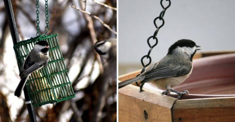 What It Means When Chickadees Suddenly Flock To Your Pennsylvania Feeder