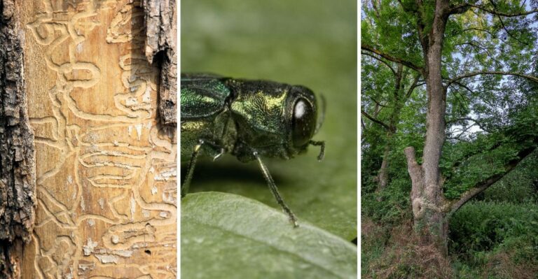 Why Aging Ash Trees Are Becoming A Growing Risk In New Jersey, And What You Can Do About It