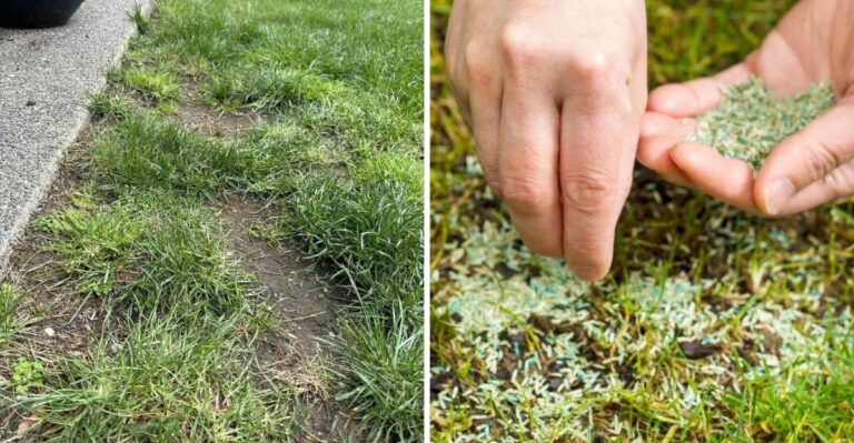 Before Overseeding Your Ohio Lawn, Fix This Or Most Of The Seed May Be Wasted