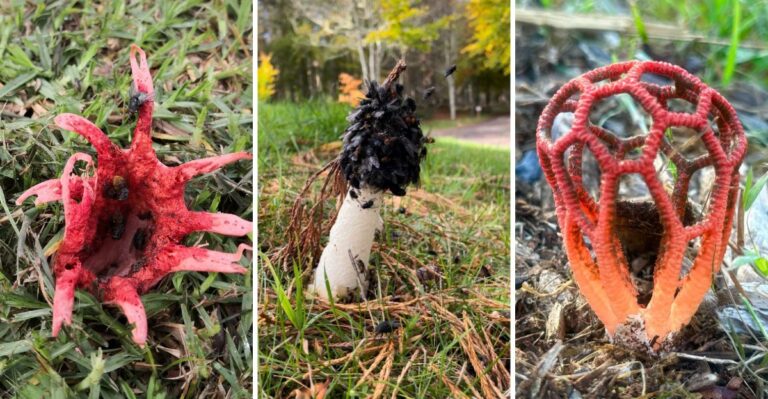 The Foul-Smelling Thing Pushing Up Through Illinois Mulch Beds
