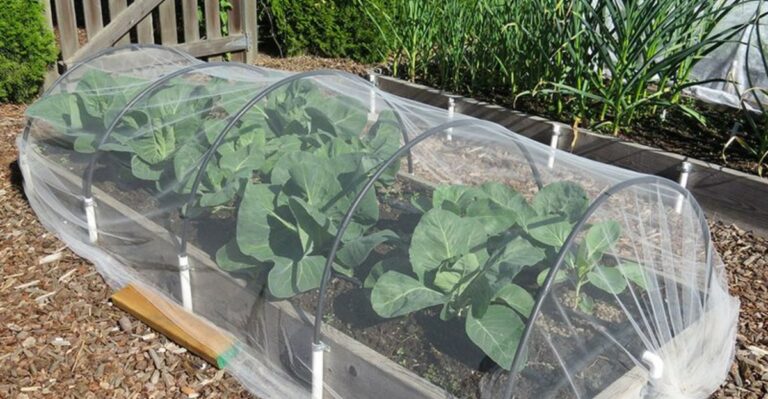 How To Protect Tender Vegetables During Michigan’s Early Fall Frost Warnings