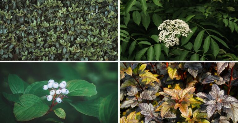 9 Fast-Growing Virginia Native Shrubs That Give Yards Instant Privacy