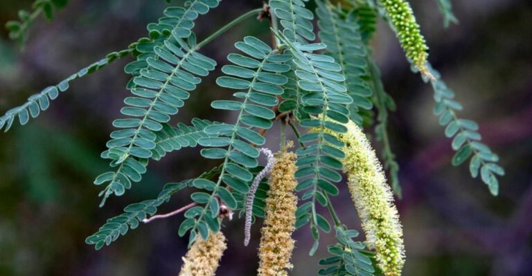 The Native Shrubs That Keep Arizona Cardinals Coming Back Long After The Feeder Empties