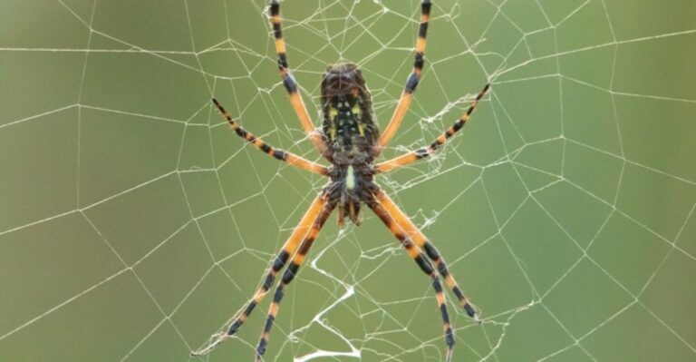 A Silent Eight-Legged Takeover Is Happening In Mississippi Yards