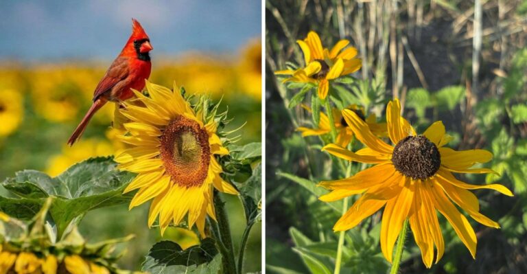 The Pennsylvania Plants Cardinals Need More Than Another Bird Feeder This Fall
