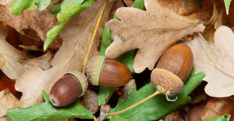 Missouri Oaks Are Dropping Acorns In Numbers That Only Happen Some Years