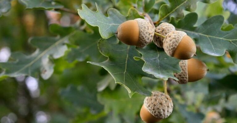 Illinois Oaks Are Dropping An Unusual Number Of Acorns This Fall